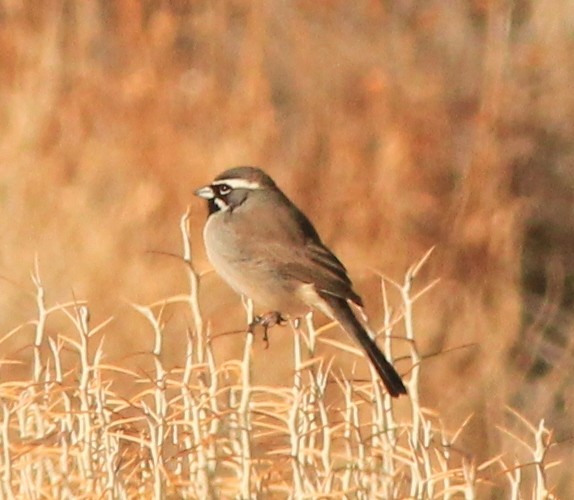 Black-throated Sparrow - ML416479381