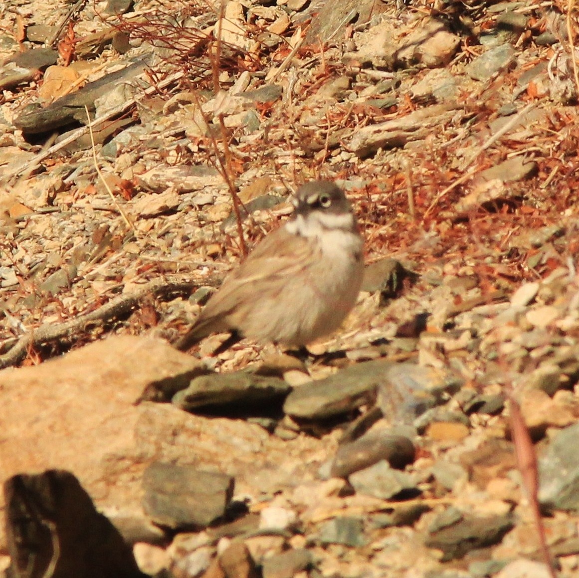 Sagebrush/Bell's Sparrow (Sage Sparrow) - ML416479441