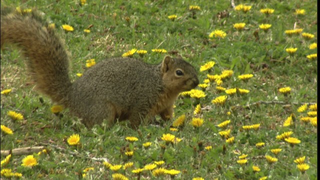 eastern fox squirrel - ML416480