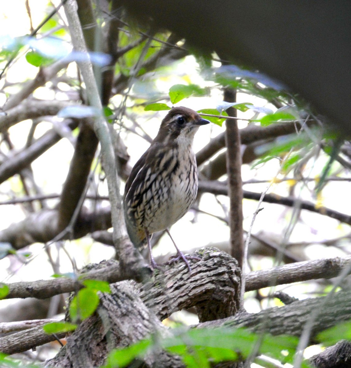 Short-tailed Antthrush - ML41648021