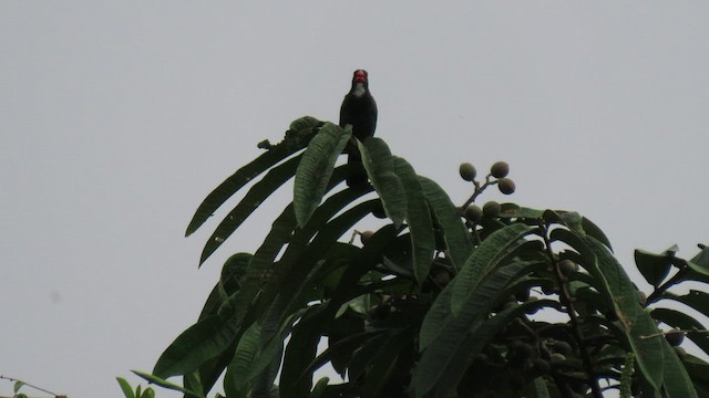 Slate-colored Grosbeak - ML416482001