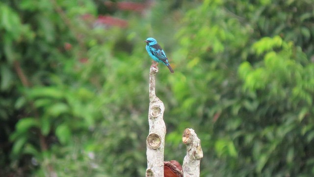 ヒワミツドリ - ML416482251