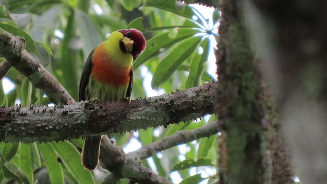 Lemon-throated Barbet - ML416483421