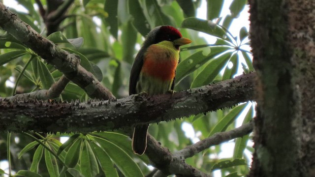 Lemon-throated Barbet - ML416484331