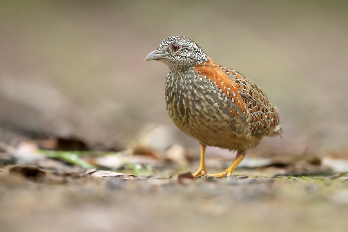 Painted Buttonquail - ML416485911