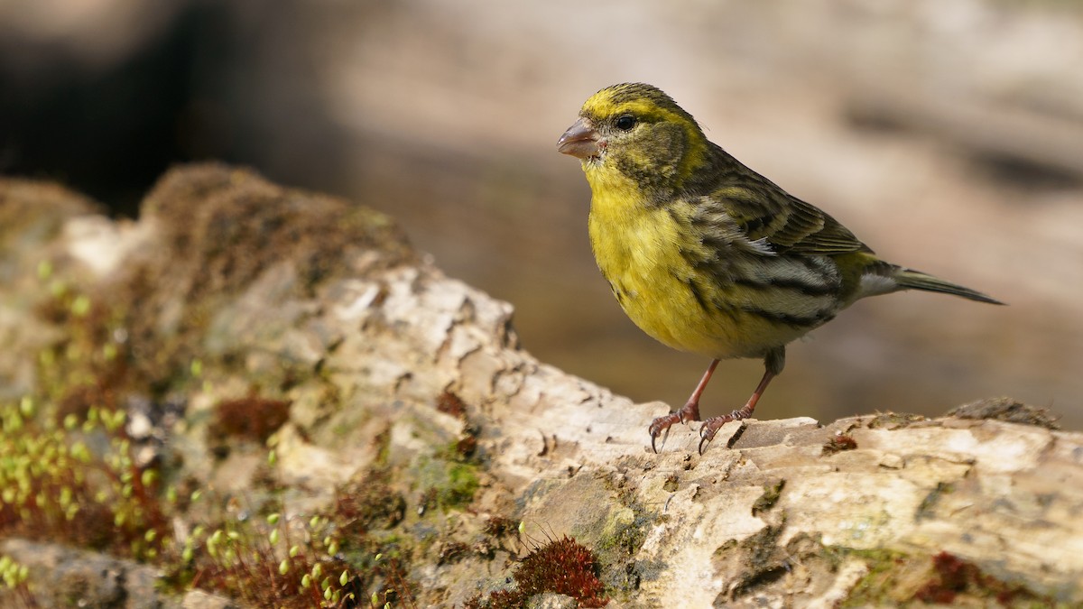European Serin - babur hakarar