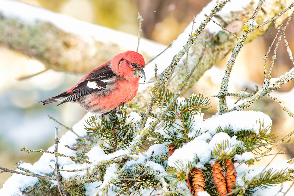 White-winged Crossbill - ML416487921