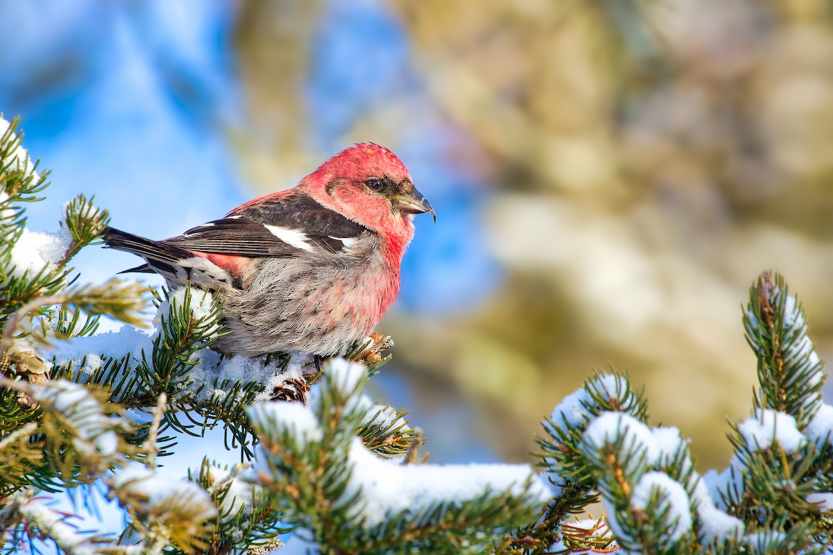 White-winged Crossbill - ML416488191