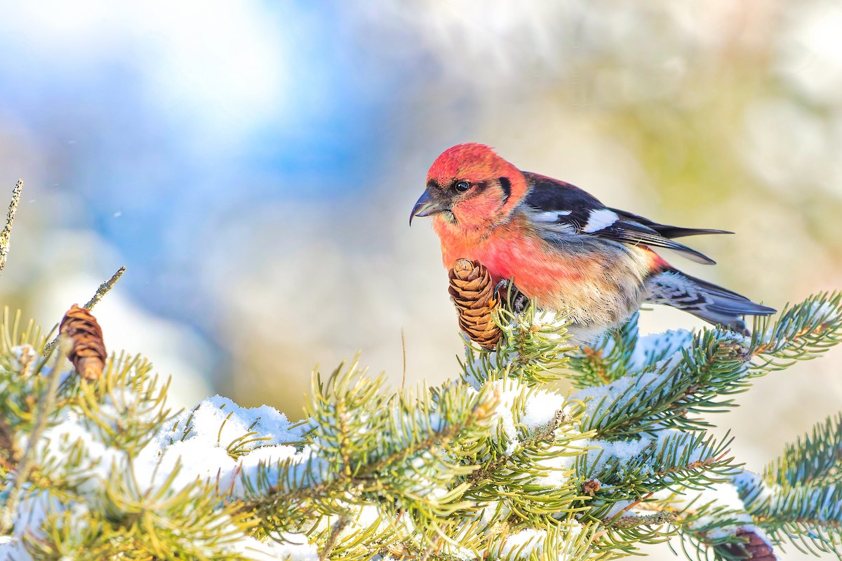 White-winged Crossbill - ML416488311