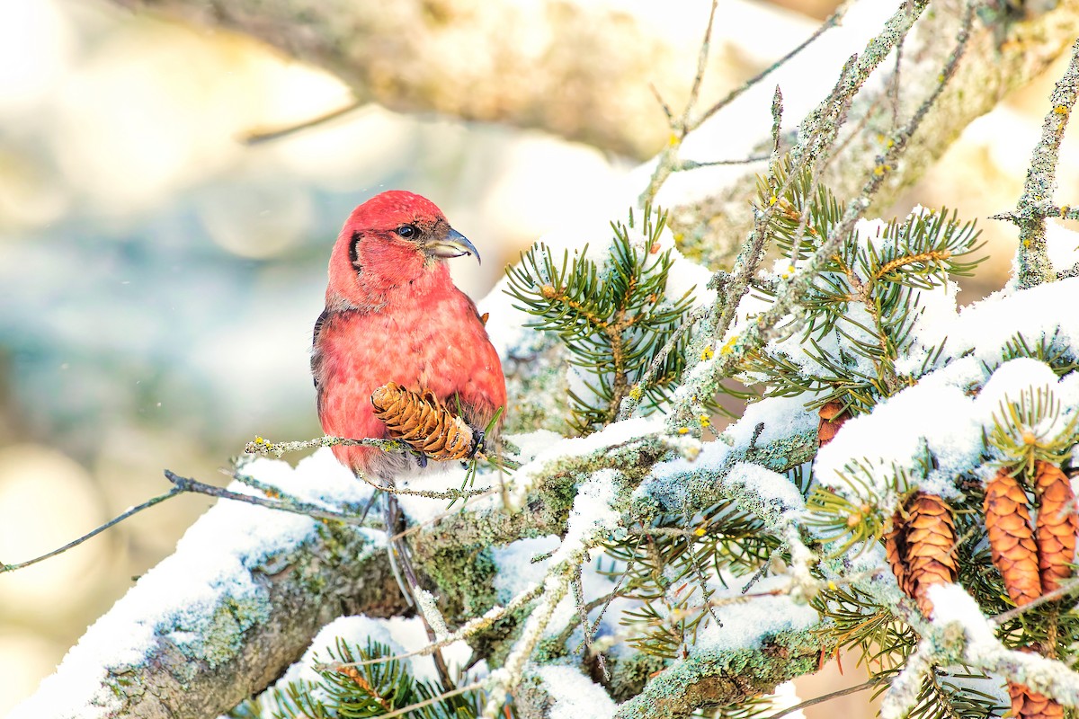 White-winged Crossbill - ML416488331