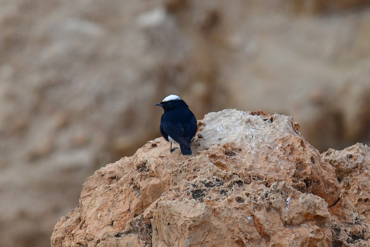 White-crowned Wheatear - Michele D'Amico