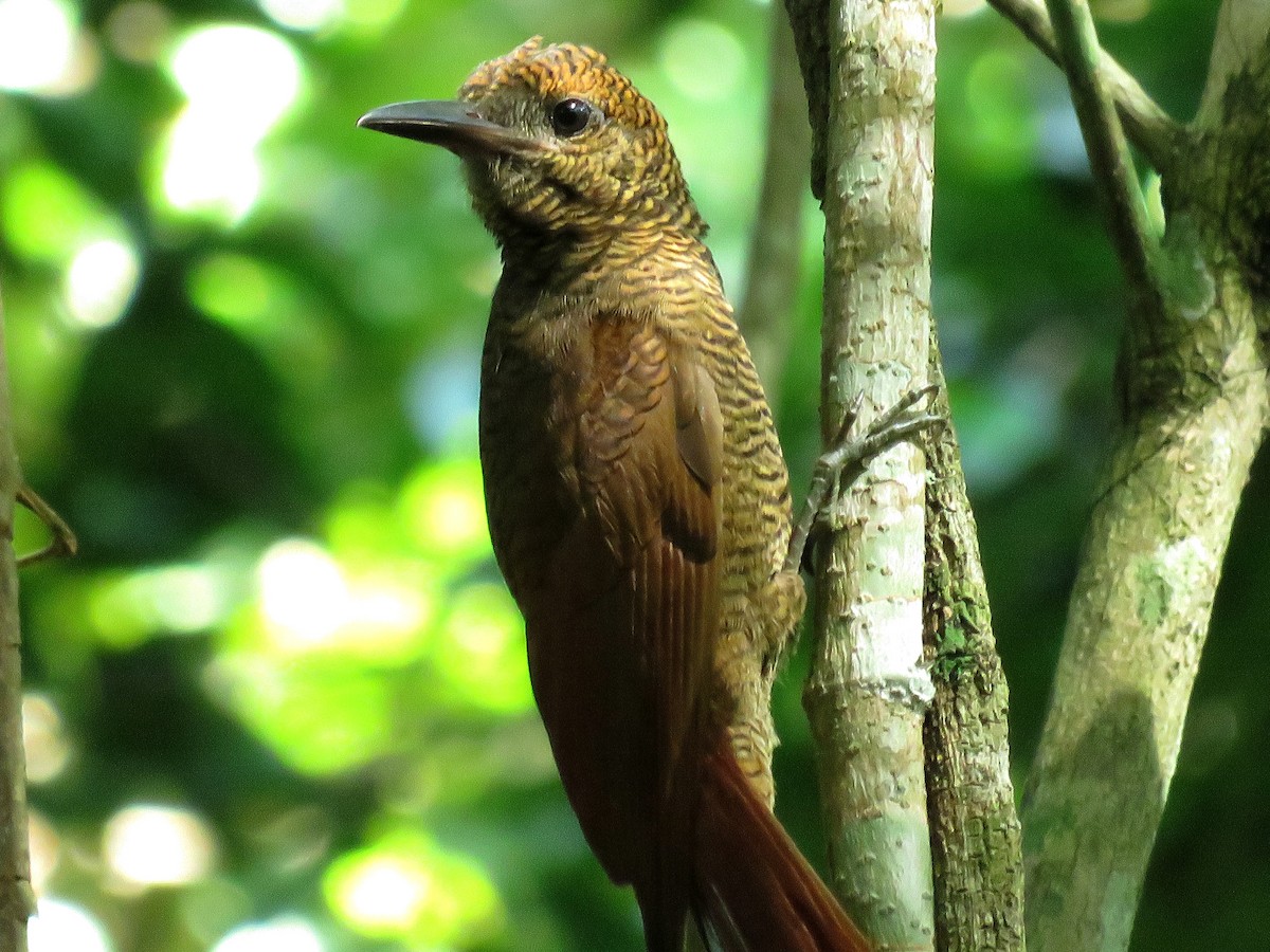 Northern Barred-Woodcreeper - ML41649091