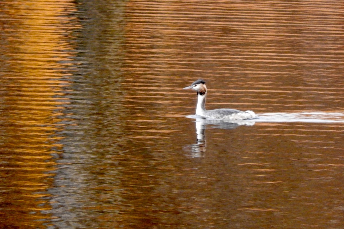 Great Crested Grebe - ML416491251