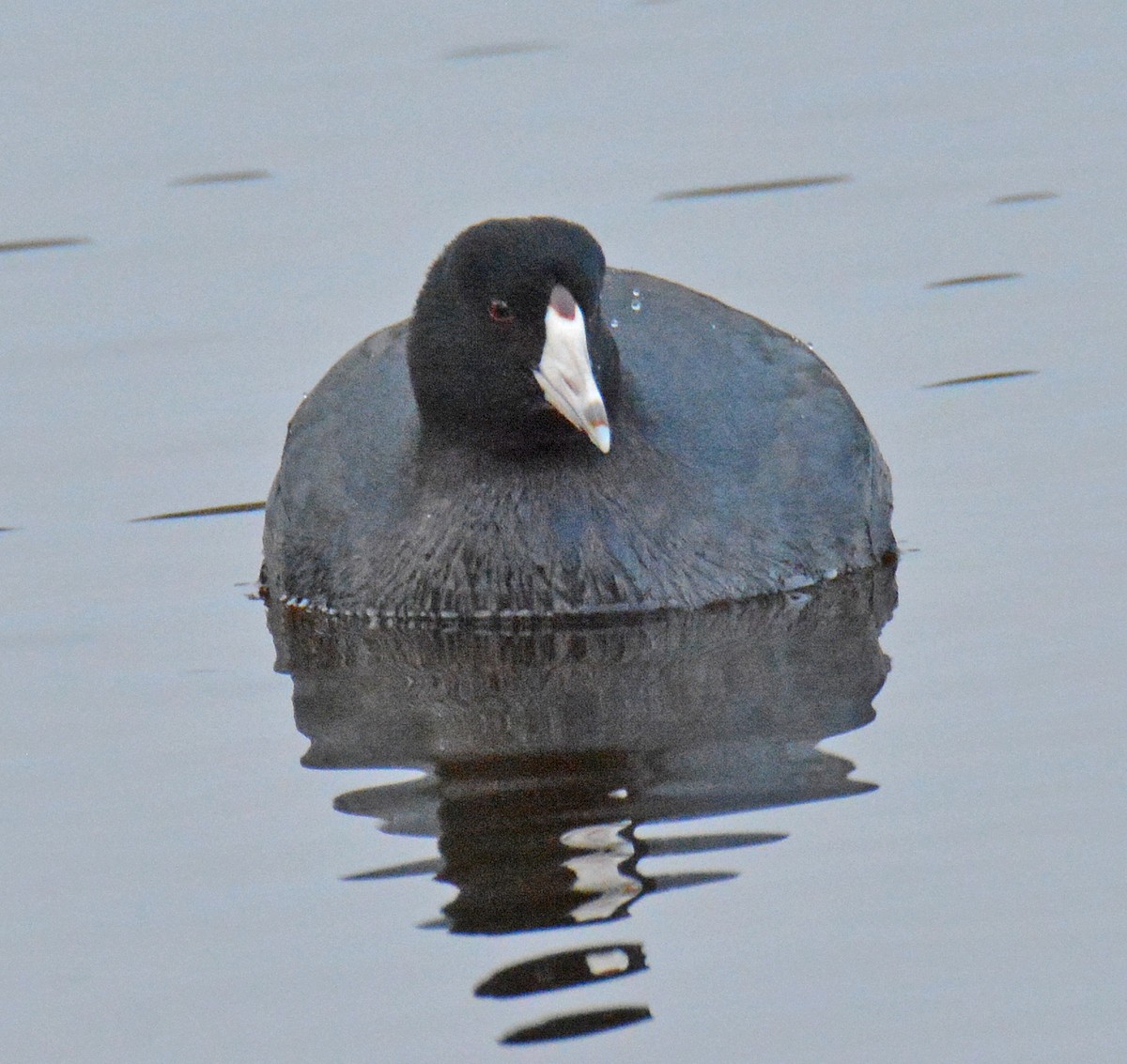 American Coot - Michael J Good