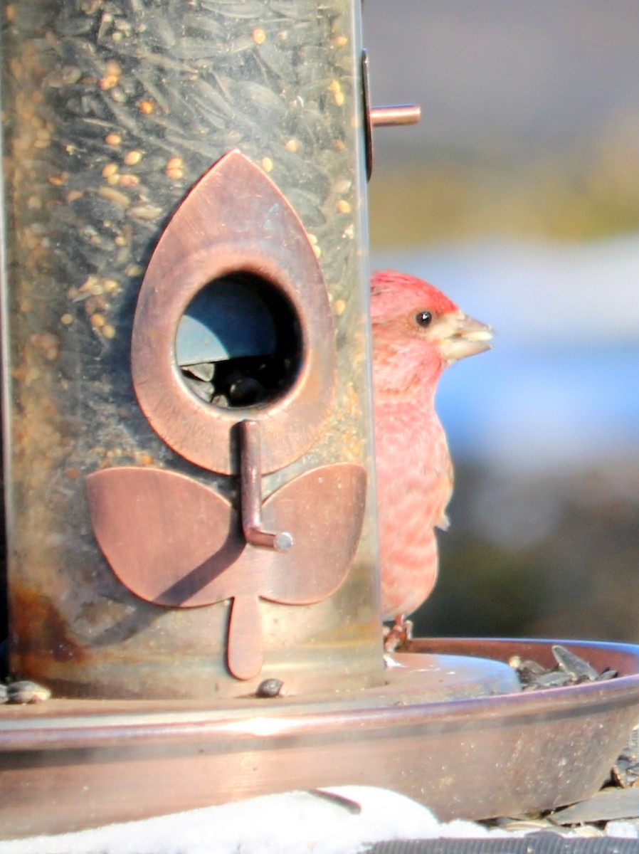 Purple Finch - ML416494271