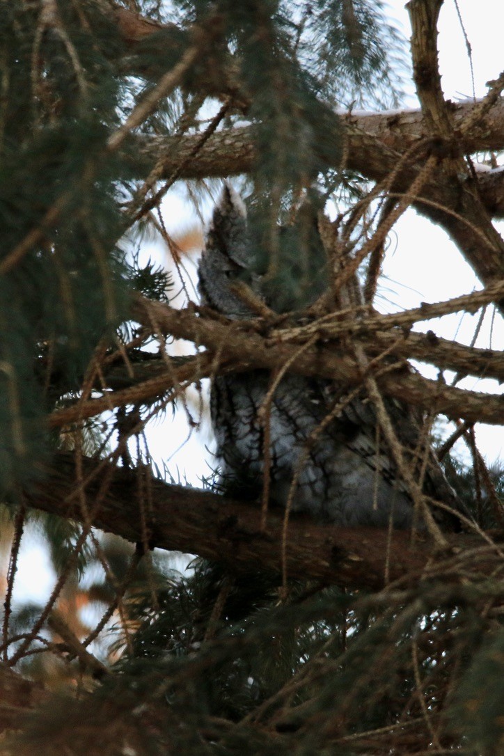 Eastern Screech-Owl - ML416495211