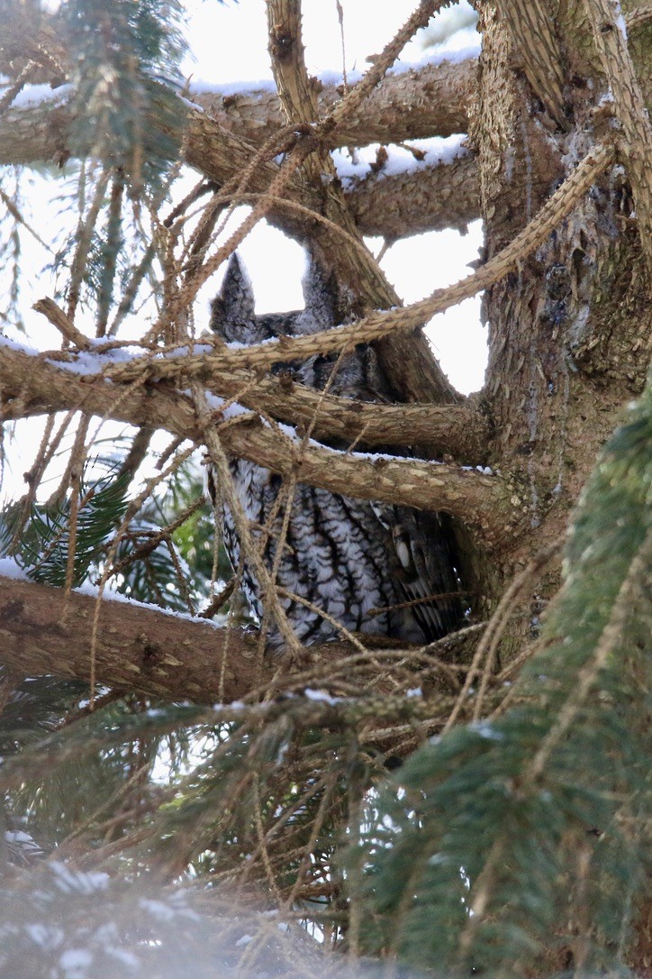 Eastern Screech-Owl - ML416495481