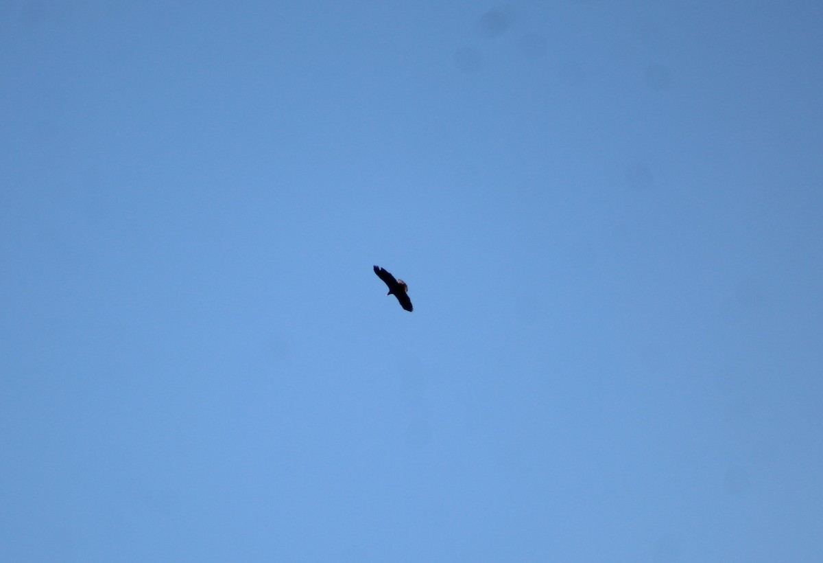 Bald Eagle - ML416495581