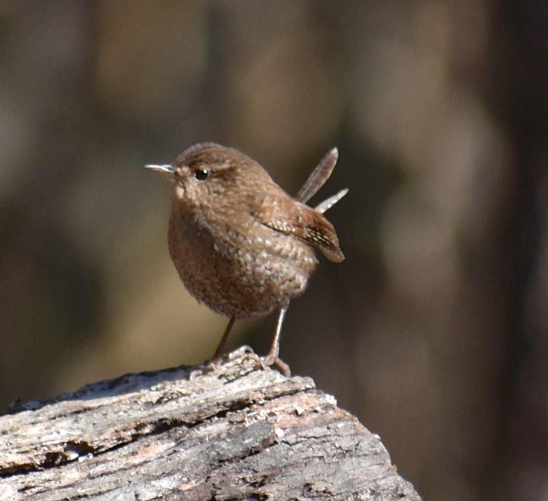 Winter Wren - Ray Doyle