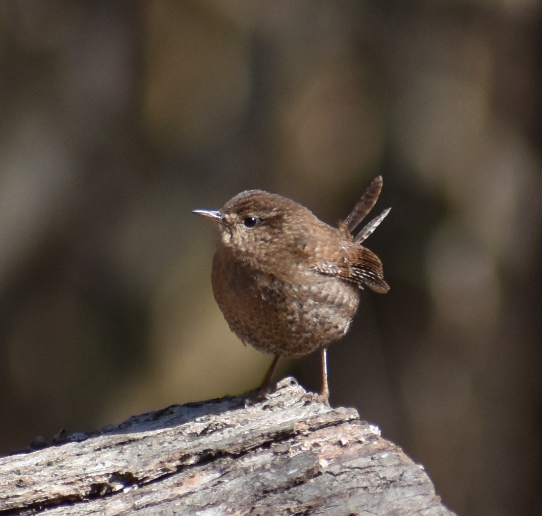 Winter Wren - ML416496531