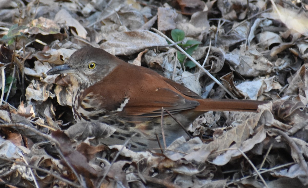 Brown Thrasher - ML416496631