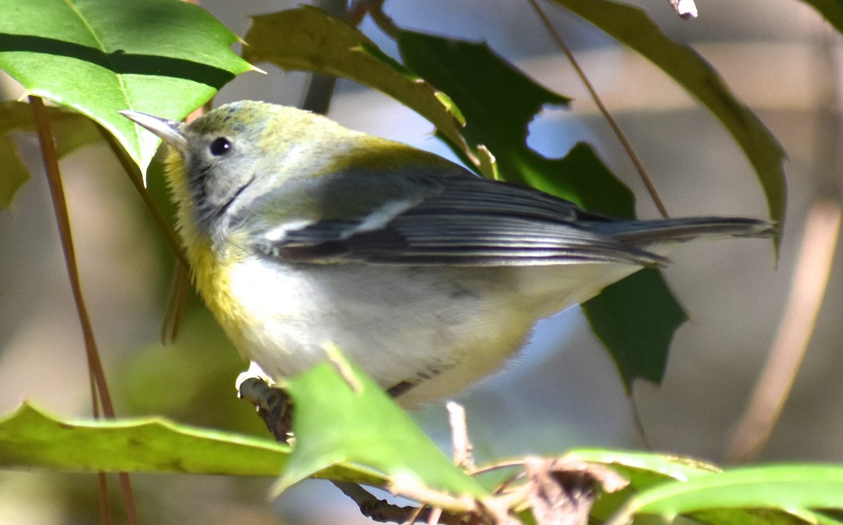 Northern Parula - ML416496711