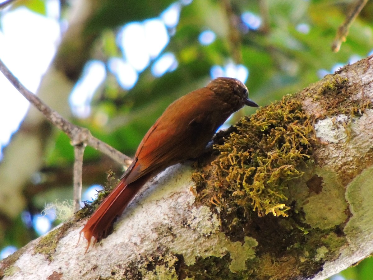 Wedge-billed Woodcreeper - ML416497511