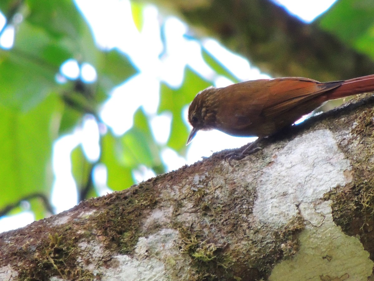 Wedge-billed Woodcreeper - Roger Lambert