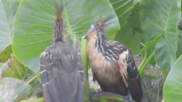 hoatzin - ML416499911