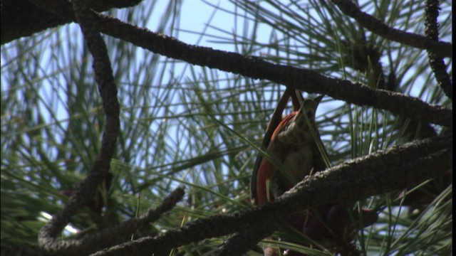 Red Crossbill - ML416500