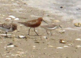 Curlew Sandpiper - ML416500381