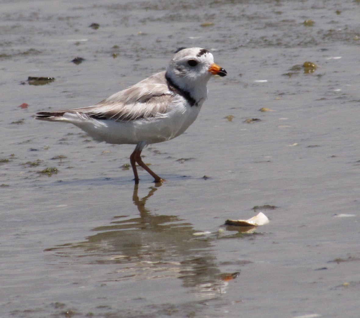 Piping Plover - ML416500681