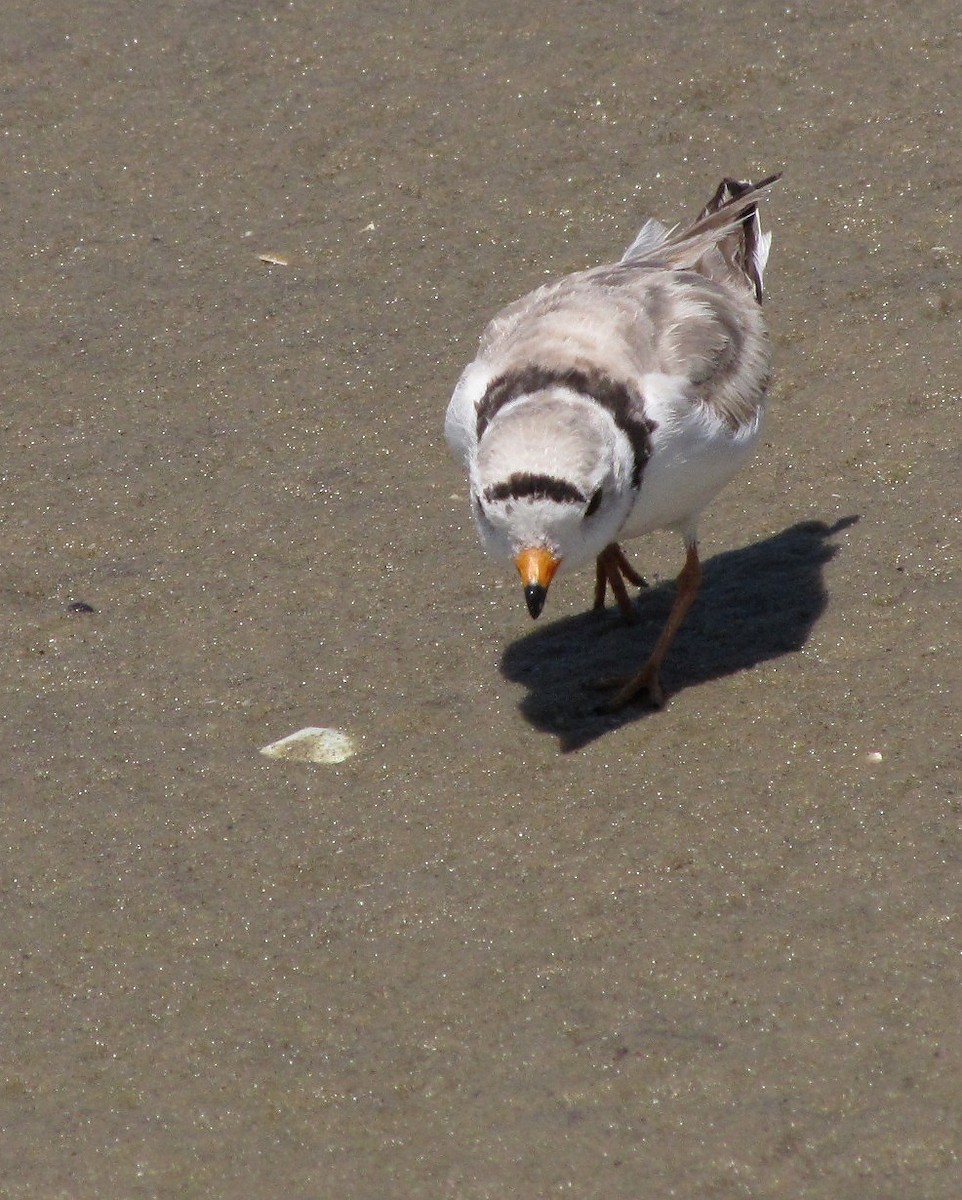 Piping Plover - ML416500691