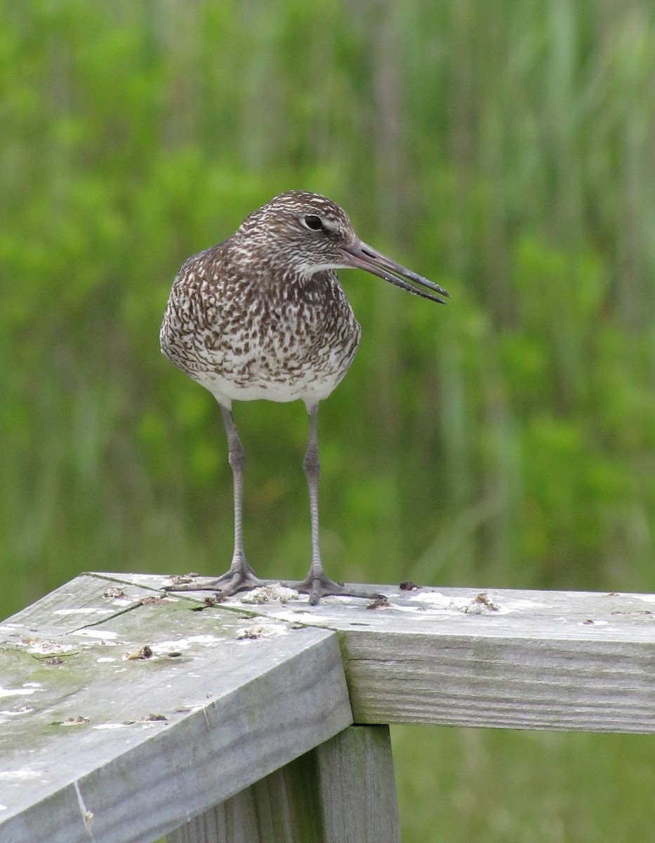 Willet - ML416500831