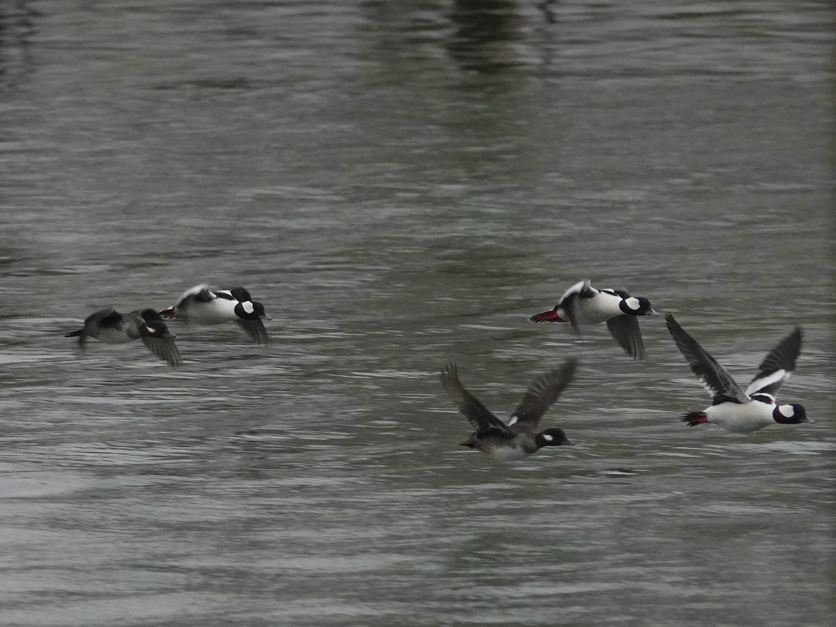 Bufflehead - ML416501211