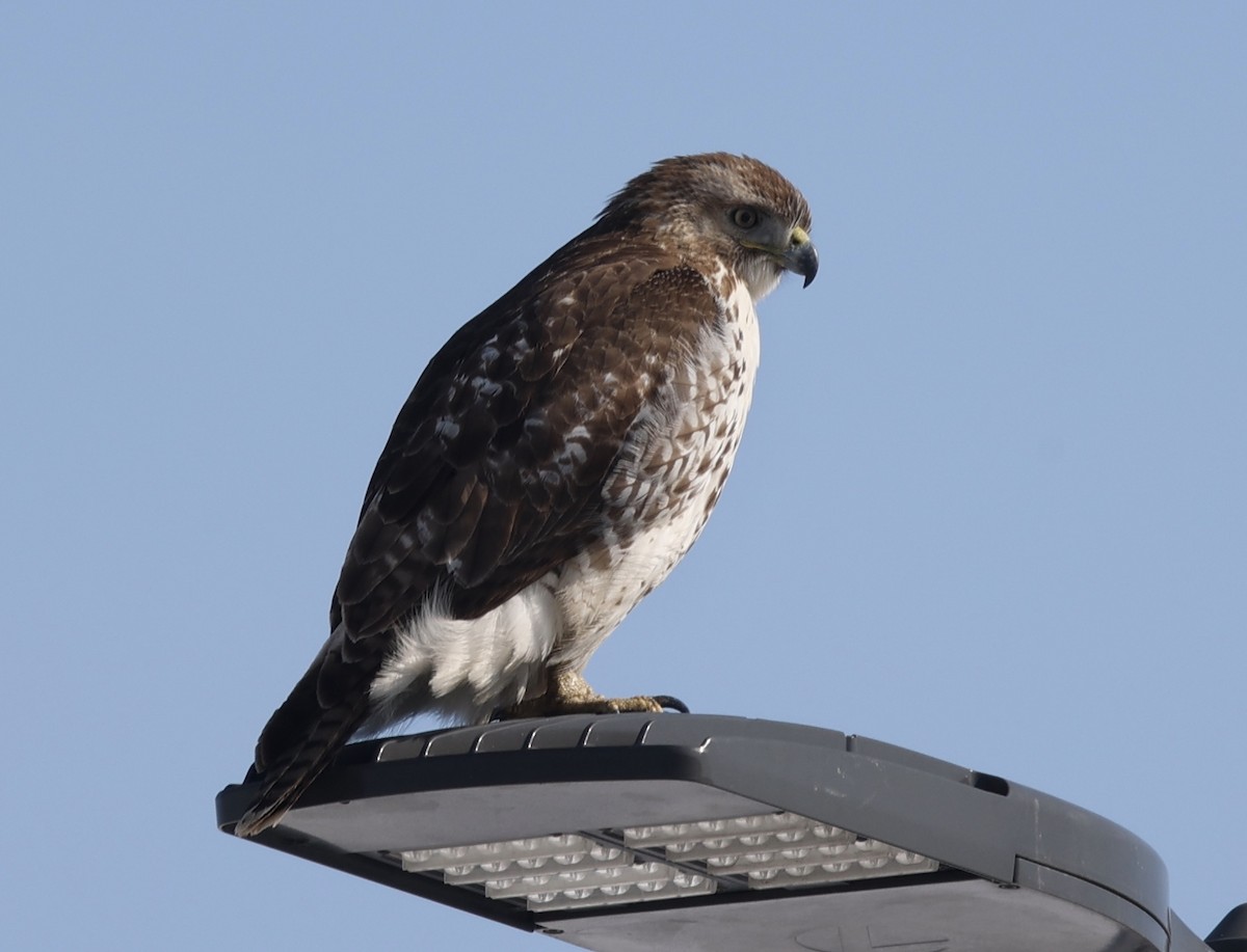 Red-tailed Hawk - ML416501221