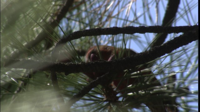 Red Crossbill - ML416502