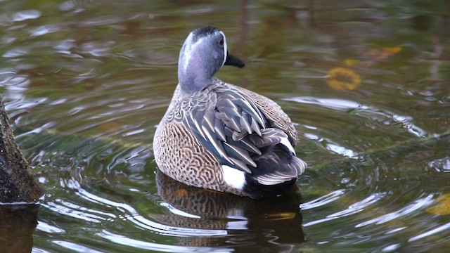 Blue-winged Teal - ML416502531