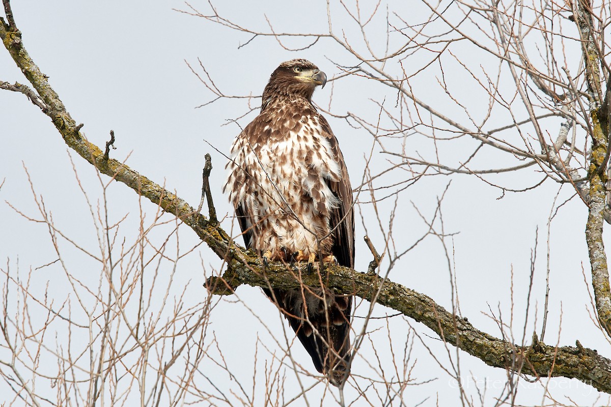 Bald Eagle - ML416502561
