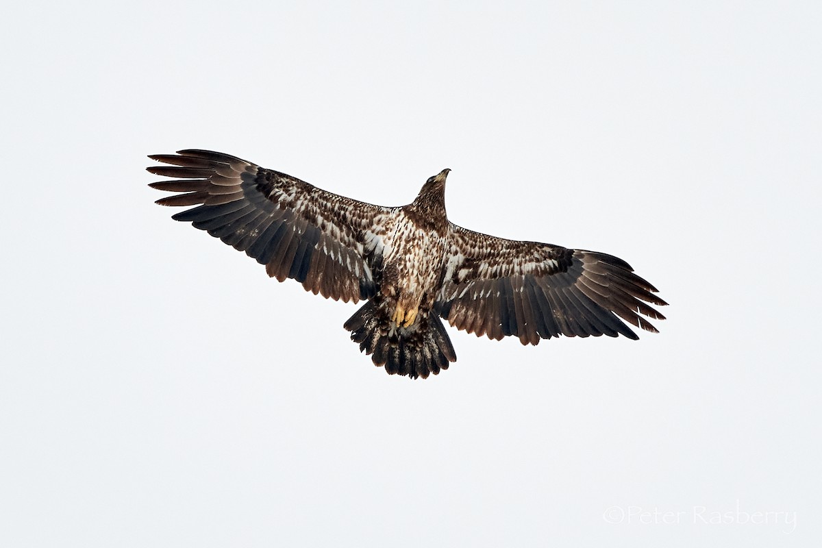Bald Eagle - ML416502811