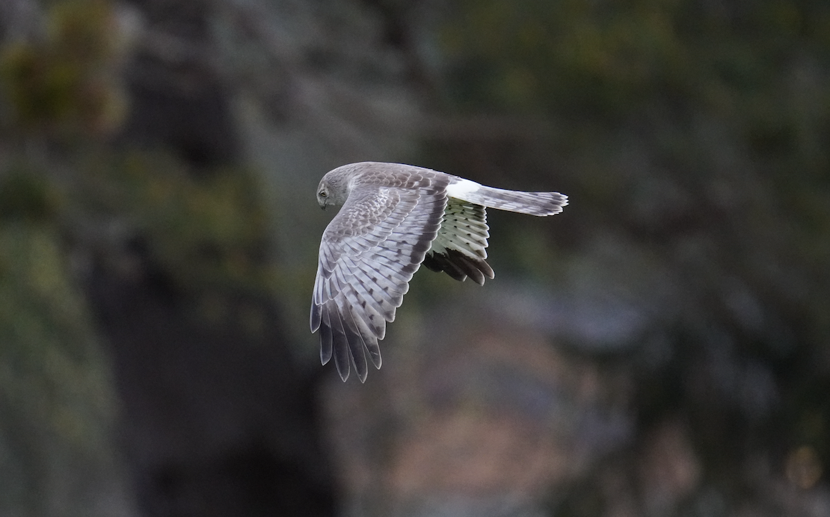 Northern Harrier - Alex Dodd