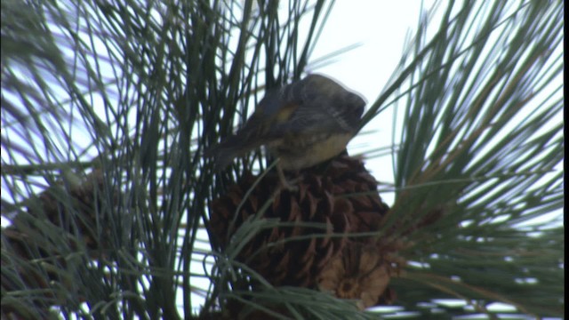 Red Crossbill - ML416505