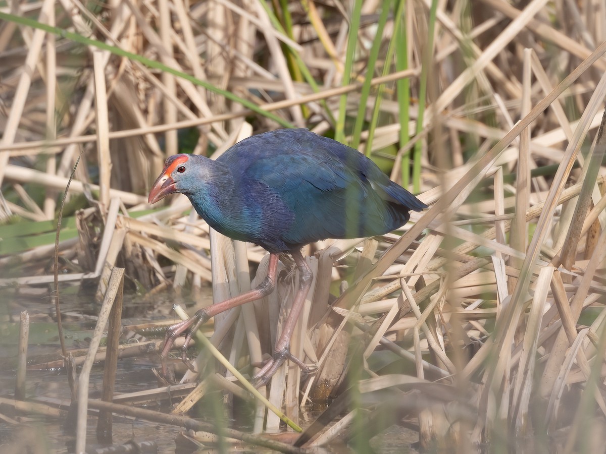 Gray-headed Swamphen - Lynette Spence