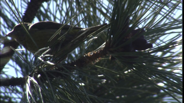 Red Crossbill - ML416506