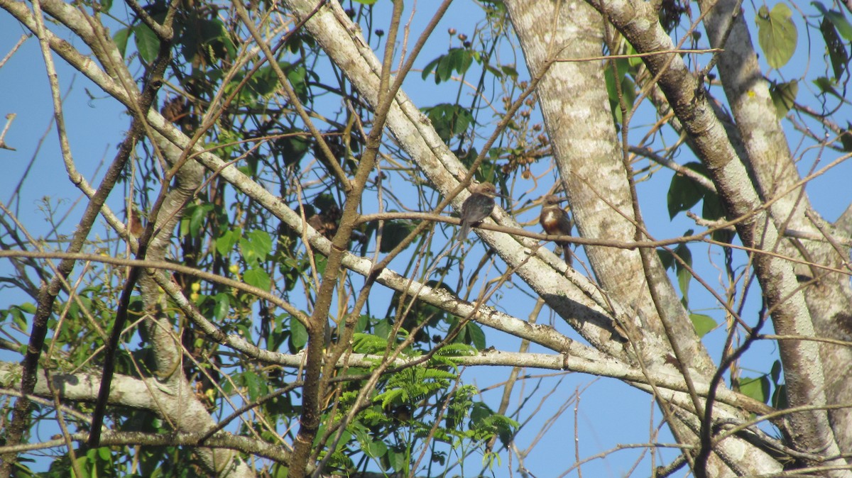 Pale-headed Jacamar - ML416506331