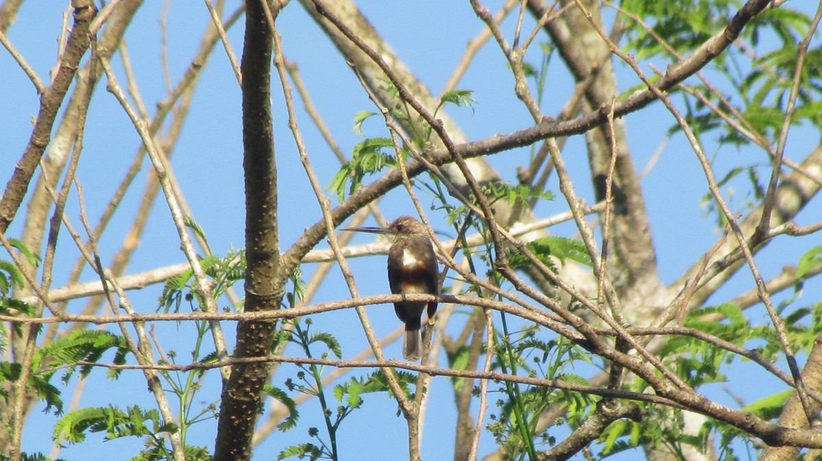 Pale-headed Jacamar - ML416506391