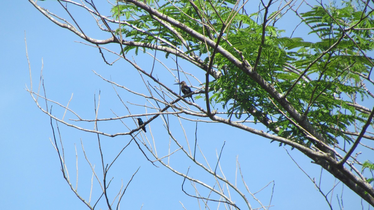 Pale-headed Jacamar - Luis Mieres Bastidas