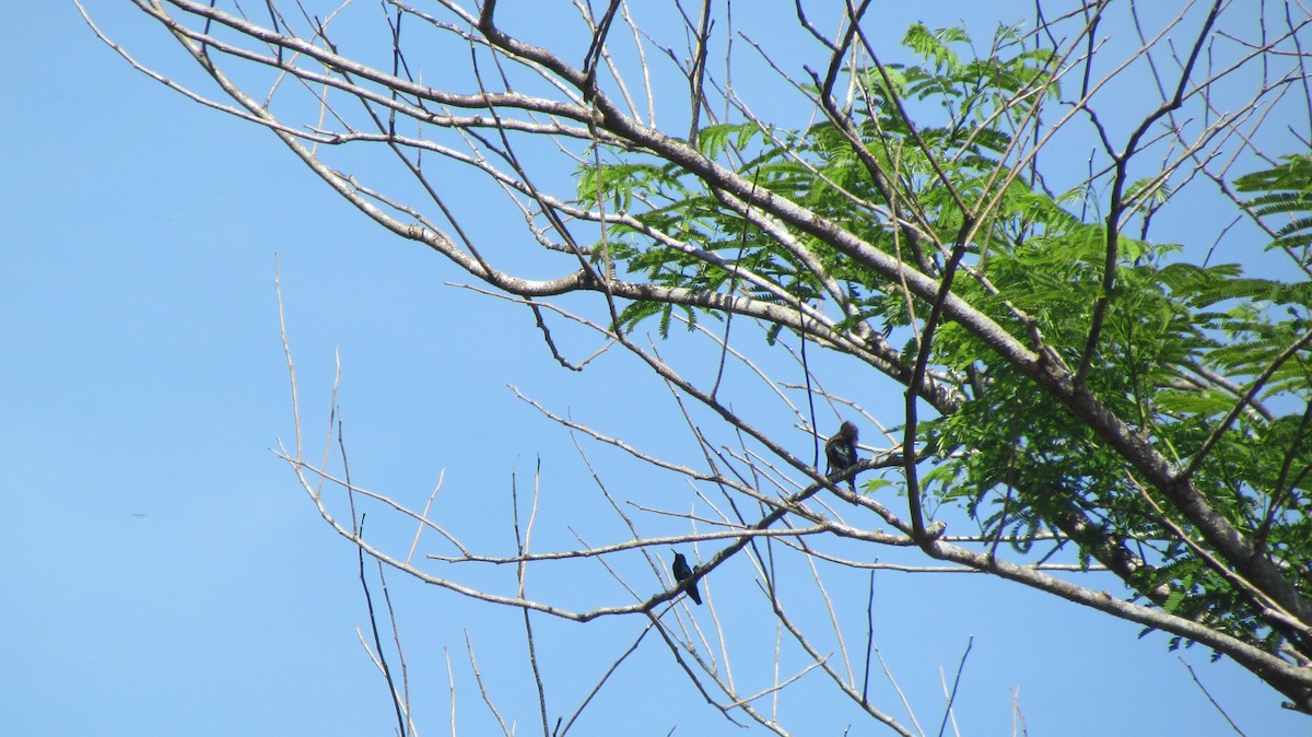 Pale-headed Jacamar - ML416507061