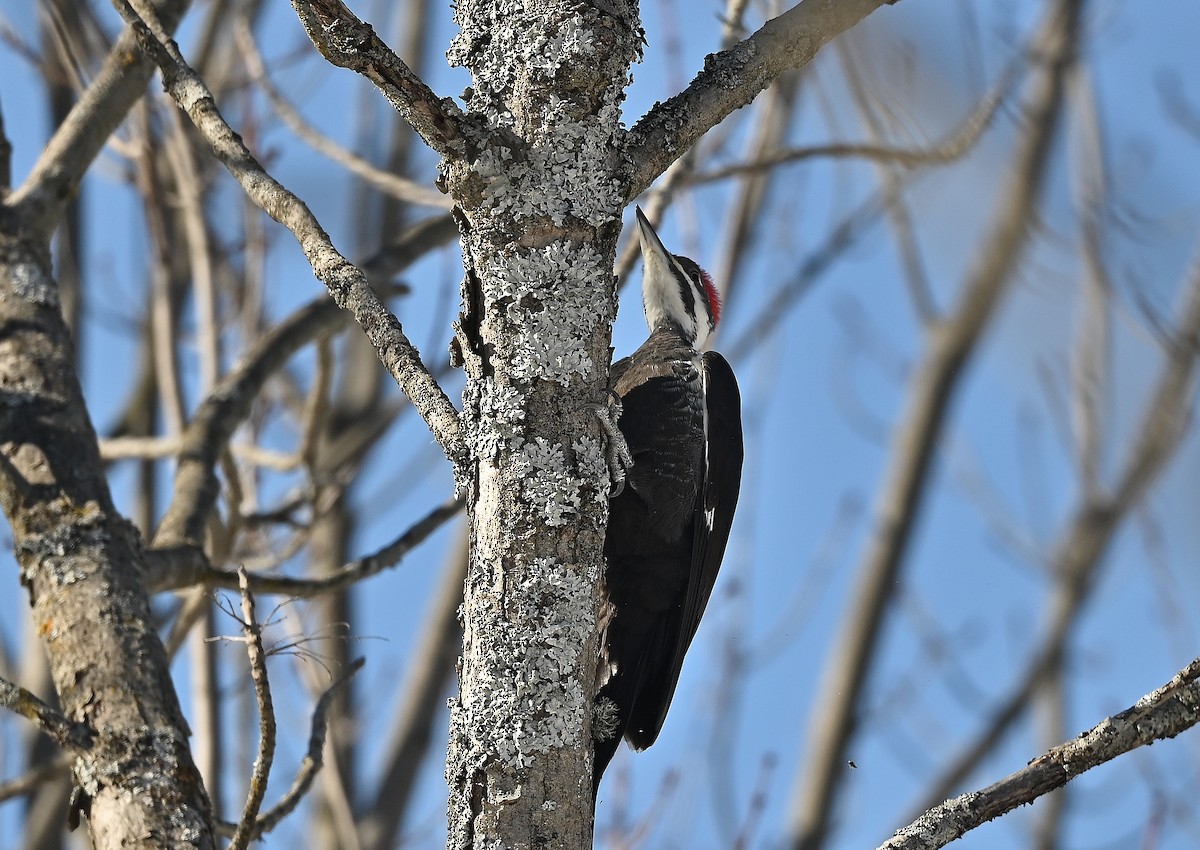 Pileated Woodpecker - ML416507141