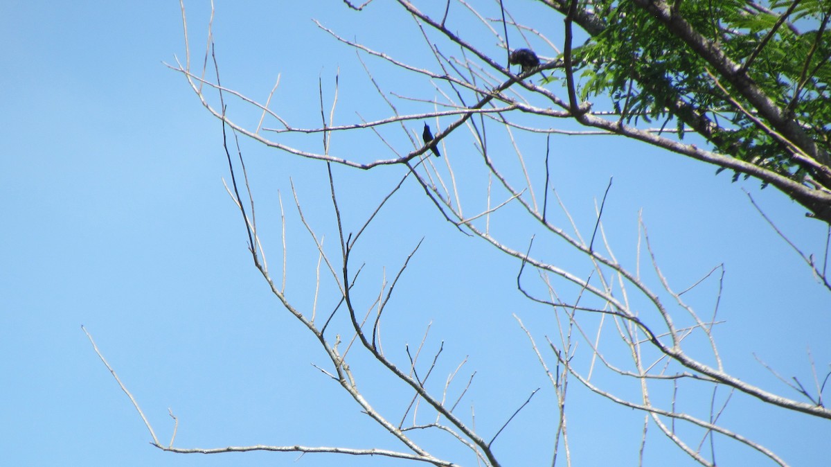 Pale-headed Jacamar - ML416507201